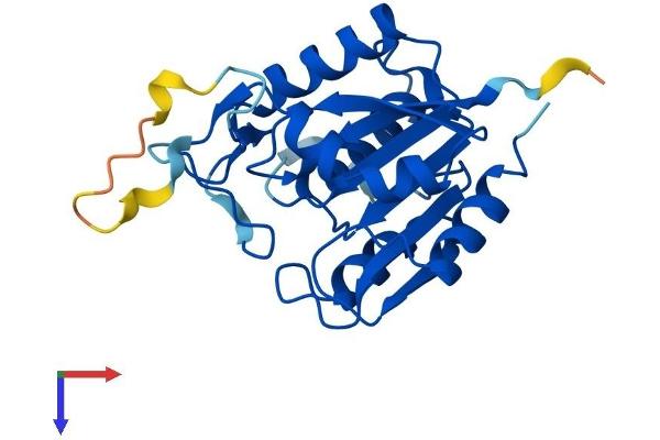 OVCA2 Protein (AA 1-227) (His tag)