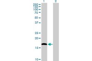 Western Blot analysis of NUDT1 expression in transfected 293T cell line by NUDT1 MaxPab polyclonal antibody. (NUDT1 Antikörper  (AA 1-156))