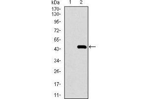 Western blot analysis using MRPL42 mAb against HEK293 (1) and MRPL42 (AA: 10-142)-hIgGFc transfected HEK293 (2) cell lysate. (MRPL42 Antikörper  (AA 10-142))