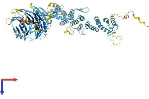 HPS6 Protein (AA 1-775) (His tag)