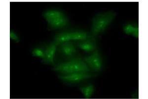 ICC/IF analysis of COMMD7 in A549 cells line, stained with monoclonal anti-human COMMD7 antibody (1:100) with goat anti-mouse IgG-Alexa fluor 488 conjugate (Green).