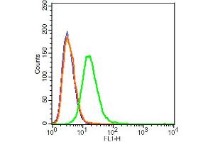 RSC96 cells probed with VE Cadherin Polyclonal Antibody, ALEXA FLUOR® 488 Conjugated (bs-0878R-A488) at 1:100 for 30 minutes compared to control cells (blue) and isotype control (orange). (Cadherin 5 Antikörper  (AA 601-700) (Alexa Fluor 488))