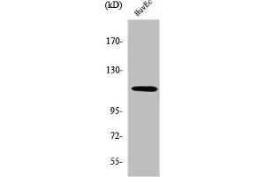 Western Blot analysis of HuvEc cells using SENP7 Polyclonal Antibody (SENP7 Antikörper  (C-Term))