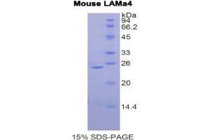 SDS-PAGE analysis of Mouse Laminin alpha 4 Protein. (LAMa4 Protein)