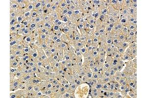 RFLNB Antibody at 1/100 staining mouse liver tissue by IHC-P. (Refilin-B (RFLNB) Antikörper)