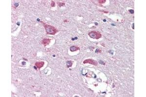 ABIN308410 (5µg/ml) staining of paraffin embedded Human Cortex. (GRIA4 Antikörper  (Internal Region))