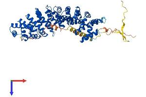 KPNA6 Protein (AA 1-536) (His tag)