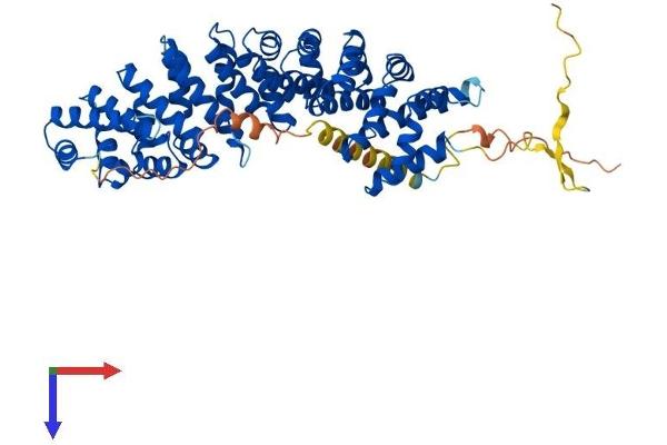 KPNA6 Protein (AA 1-536) (His tag)
