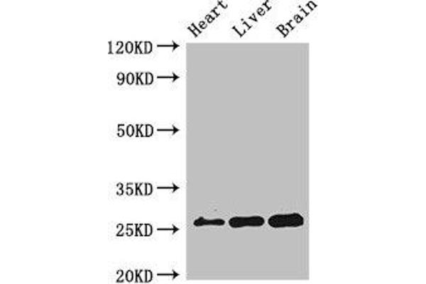 RND2 antibody  (AA 104-163)