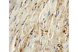 CD105 antibody immunohistochemistry analysis in formalin fixed and paraffin embedded mouse heart tissue. (Endoglin Antikörper  (AA 380-409))