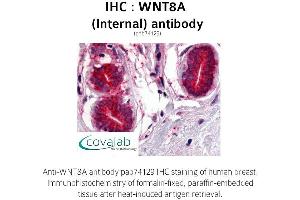 Image no. 1 for anti-Wingless-Type MMTV Integration Site Family, Member 8A (WNT8A) (Internal Region) antibody (ABIN1740838) (WNT8A Antikörper  (Internal Region))