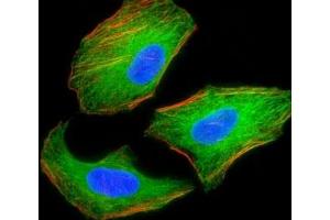 Immunofluorescence (IF) image for anti-Tuberous Sclerosis 2 (TSC2) antibody (ABIN3029333)