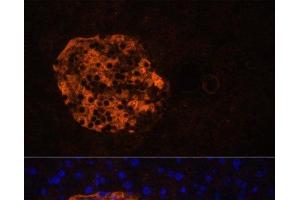 Immunofluorescence analysis of Mouse pancreas using PNLIPRP2 Polyclonal Antibody at dilution of 1:100. (PNLIPRP2 Antikörper)