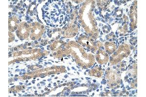 HIF3A antibody was used for immunohistochemistry at a concentration of 4-8 ug/ml to stain Epithelial cells of renal tubule (arrows) in Human Kidney. (HIF3A Antikörper  (C-Term))