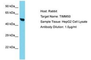 Image no. 1 for anti-Translocase of Inner Mitochondrial Membrane 50 Homolog (TIMM50) (C-Term) antibody (ABIN6750733) (TIMM50 Antikörper  (C-Term))