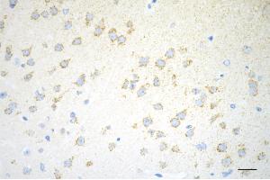 Immunohistochemistry was performed on paraffin-embedded mouse brain using C1QBP antibody (ABIN7798136), 1:200). (Rekombinanter C1QBP Antikörper)