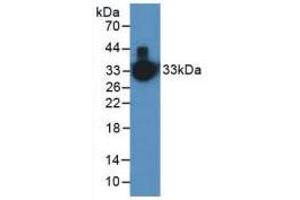 Western blot analysis of Human Serum. (Kallikrein 1 Antikörper  (AA 25-261))
