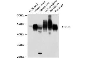 Western blot analysis of extracts of various cell lines, using B1 antibody (ABIN6127387, ABIN6137304, ABIN6137307 and ABIN6216023) at 1:1000 dilution. (ATP1B1 Antikörper  (AA 65-240))