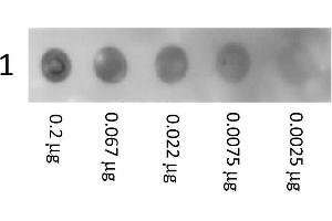 Dot Blot showing the detection Biotin conjugated Human Albumin.