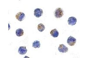 Immunohistochemistry (IHC) image for anti-Apoptosis-Inducing Factor, Mitochondrion-Associated, 1 (AIFM1) (C-Term) antibody (ABIN1030227) (AIF Antikörper  (C-Term))