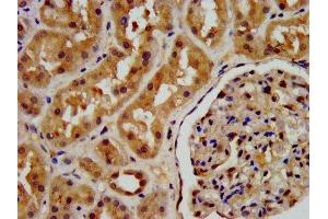 IHC image of ABIN7163417 diluted at 1:200 and staining in paraffin-embedded human kidney tissue performed on a Leica BondTM system. (PSAT1 Antikörper  (AA 104-206))