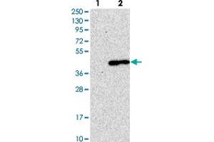 Western blot analysis of Lane 1: Negative control (vector only transfected HEK293T lysate). (LMAN2 Antikörper)