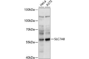 Western blot analysis of extracts of various cell lines, using SLC7 antibody (ABIN7270479) at 1:1000 dilution. (SLC7A8 Antikörper  (AA 150-250))
