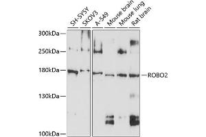 Western blot analysis of extracts of various cell lines, using ROBO2 antibody (ABIN6128651, ABIN6147060, ABIN6147061 and ABIN6214193) at 1:1000 dilution. (ROBO2 Antikörper  (AA 450-660))