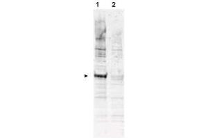 Western blot using  Affinity Purified anti-APC6 pT580 antibody shows detection of a band ~72 kDa corresponding to phosphorylated human APC6 (arrowhead lane 1). (CDC16 Antikörper  (pThr580))