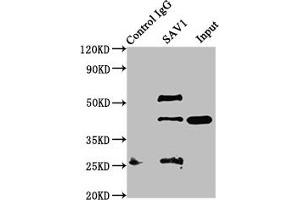 Immunoprecipitating SAV1 in NIH/3T3 whole cell lysate Lane 1: Rabbit control IgG instead of ABIN7166096 in NIH/3T3 whole cell lysate. (SAV1 Antikörper  (AA 1-210))