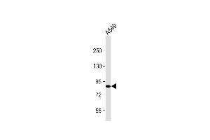 Anti-USP45 Antibody (Center) at 1:2000 dilution + A549 whole cell lysate Lysates/proteins at 20 μg per lane. (USP45 Antikörper  (AA 309-338))