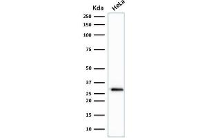 Western Blot Analysis of human HeLa cell lysate using Cdk1 Mouse Monoclonal Antibody (A17. (CDK1 Antikörper  (C-Term))