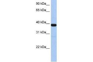 Western Blotting (WB) image for anti-Zinc Finger Protein 781 (ZNF781) antibody (ABIN2459447) (ZNF781 Antikörper)