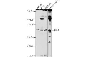 Western blot analysis of extracts of various cell lines, using FHL5 antibody (ABIN7267255) at 1:1000 dilution. (FHL5 Antikörper  (AA 1-284))