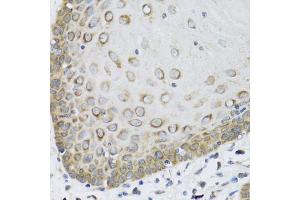 Immunohistochemistry of paraffin-embedded human esophagus using FAM20A antibody. (FAM20A Antikörper)