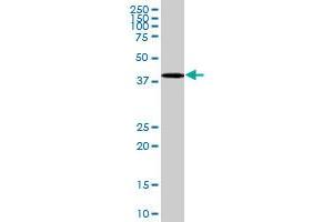 LASS2 MaxPab polyclonal antibody. (Ceramide Synthase 2 Antikörper  (AA 1-380))