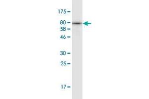 Western Blotting (WB) image for anti-Hexosaminidase A (HEXA) (AA 1-529) antibody (ABIN947966)