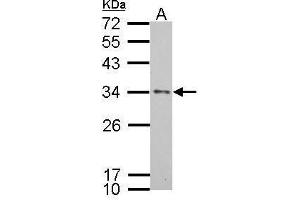 WB Image Apolipoprotein E antibody [C2C3], C-term detects APOE protein by Western blot analysis. (APOE Antikörper  (C-Term))