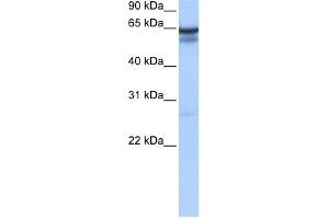 WB Suggested Anti-RFX5 Antibody Titration:  0.