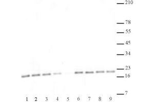 Histone H3 di/trimethyl Lys27 antibody (mAb) specificity data. (Histone 3 Antikörper  (H3K27me2, H3K27me3))