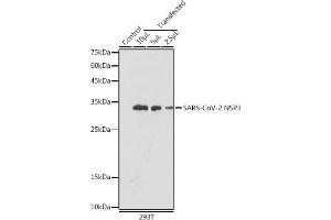 Western blot analysis of extracts of normal 293T cells 293T transfected with NSP3 Protein, using SARS-CoV-2 NSP3 antibody (ABIN7270149) at 1:5000 dilution. (SARS-CoV NSP3 Antikörper)