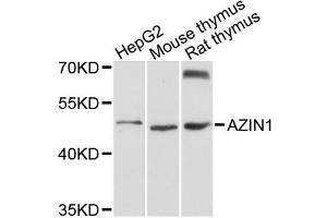 Western blot analysis of extracts of various cell lines, using AZIN1 antibody (ABIN1876074) at 1:3000 dilution. (Antizyme Inhibitor 1 Antikörper)