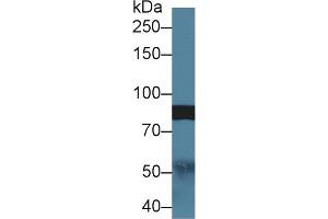 Western Blotting (WB) image for anti-Slit Homolog 1 (SLIT1) (AA 647-835) antibody (ABIN7438364)