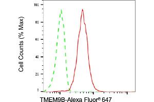anti-TMEM9 Domain Family, Member B (TMEM9B) antibody