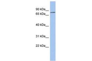 Image no. 1 for anti-Zinc Finger Protein 195 (ZNF195) (AA 179-228) antibody (ABIN6742608) (ZNF195 Antikörper  (AA 179-228))