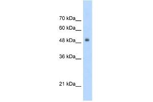 WB Suggested Anti-TCF3 Antibody Titration:  5. (TCF3 Antikörper  (C-Term))