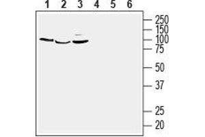 Western blot analysis of human MCF-7 breast adenocarcinoma (lanes 1 and 4), human THP-1 monocytic leukemia (lanes 2 and 5) and human Jurkat T-cell leukemia (lanes 3 and 6) cell line lysates: - 1-3. (GPER Antikörper  (3rd Extracellular Loop))