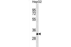 Western Blotting (WB) image for anti-THAP Domain Containing 11 (THAP11) antibody (ABIN2995405) (THAP11 Antikörper)
