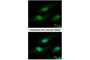 ICC/IF Image Immunofluorescence analysis of paraformaldehyde-fixed HeLa, using IFRD1, antibody at 1:500 dilution. (IFRD1 Antikörper)