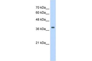 Western Blotting (WB) image for anti-Tropomyosin 1 (Alpha) (TPM1) antibody (ABIN2462395) (Tropomyosin Antikörper)